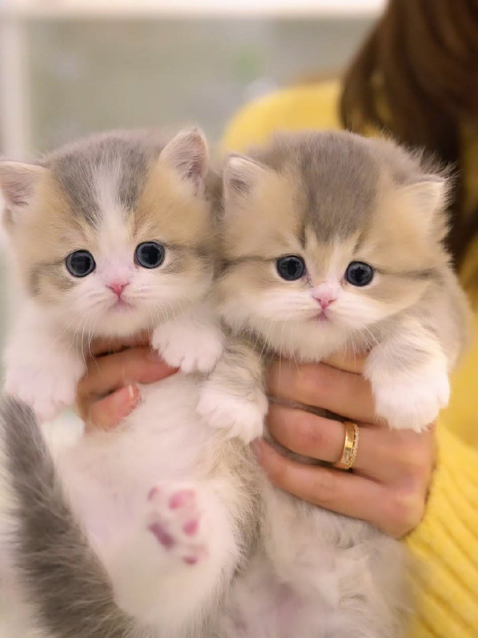 Munchkin cat History